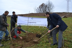 Sadnja voća na vakufskim parcelama