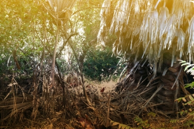 &Scaron;UPLJA DEBLA PALMINA