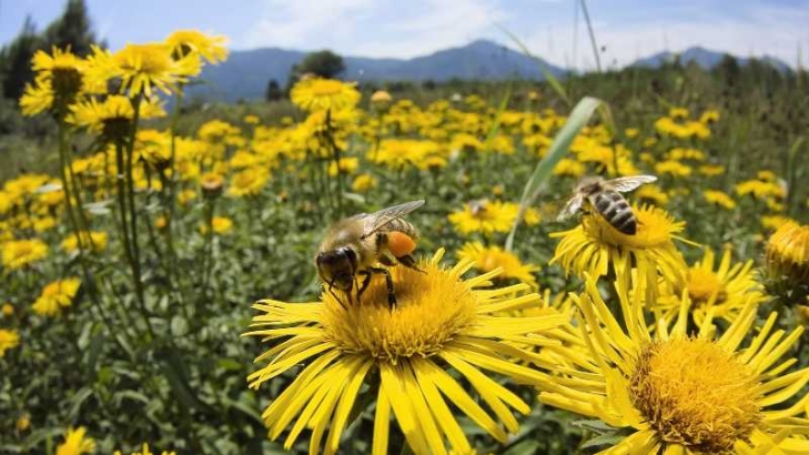 Pauk i pčela kao primjeri