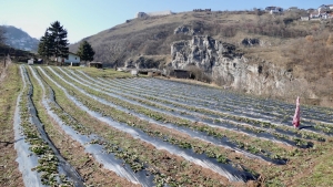 Primjer kako gradski džemati mogu oživjeti vakufsko zemljište