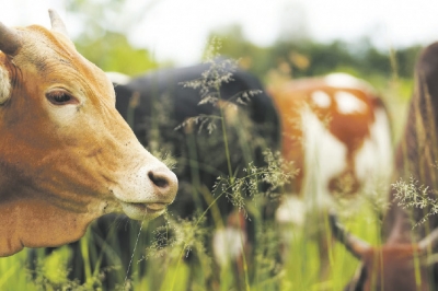 Prilikom klanja kurbana kod kuća, brojni muslimani nemaju ni minimum sanitarnih uslova za ispravno i zdravstveno dozvoljeno klanje kurbana. Samo je pitanje vremena kada će muslimani prestati primati kurbansko meso, zapravo počet će odlagati i neće koristiti meso nakon &scaron;to ga dobiju od kom&scaron;ija i rodbine.